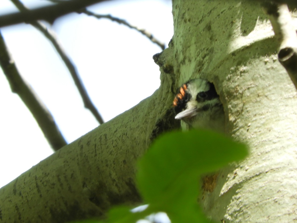 Hairy Woodpecker - ML275638901