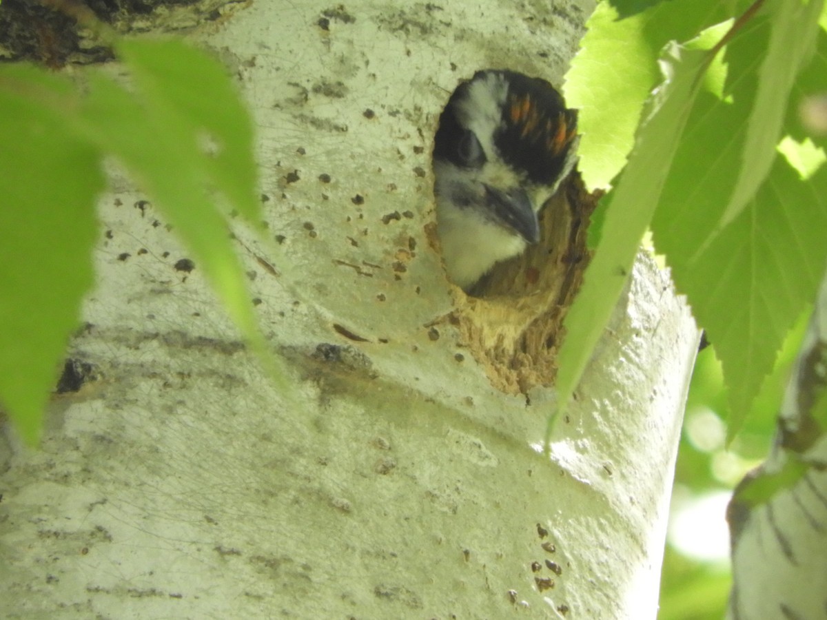 Hairy Woodpecker - ML275638971