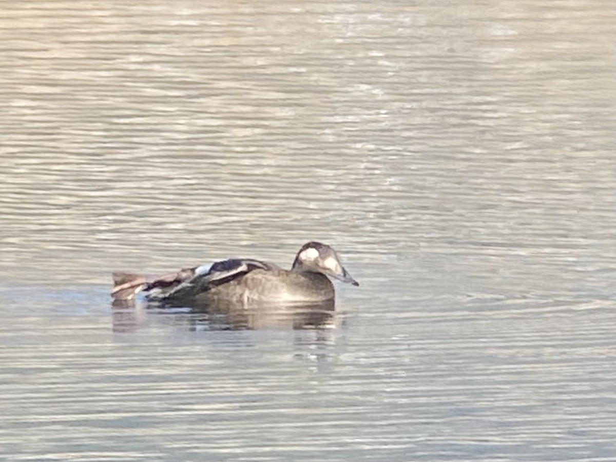 White-winged Scoter - ML275639871
