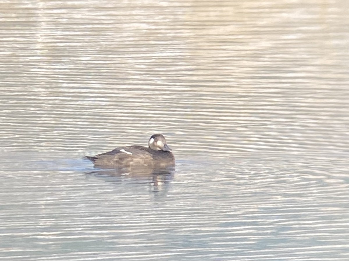 White-winged Scoter - ML275639891