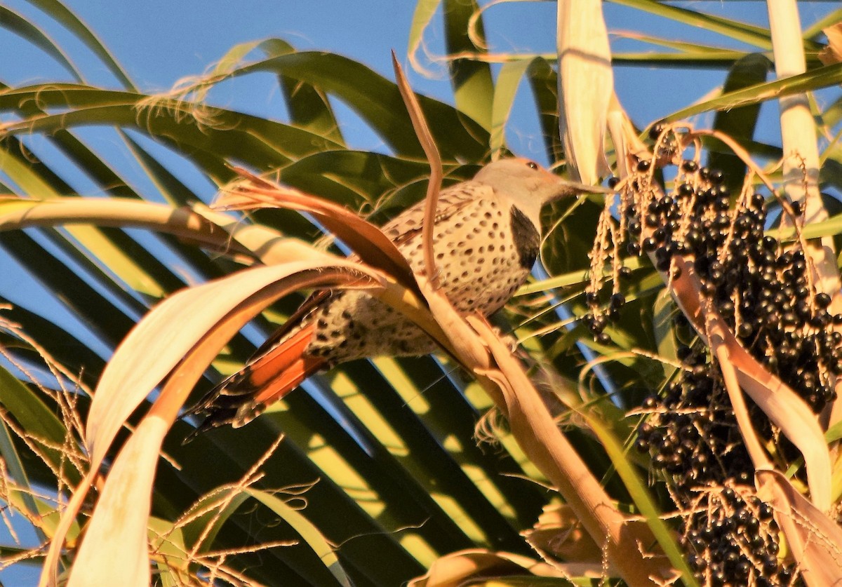 Northern Flicker (Red-shafted) - ML275640691