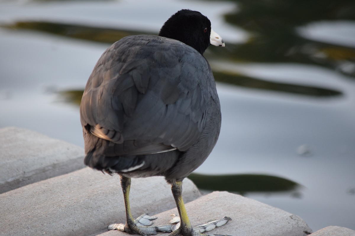 American Coot - Anne Mytych