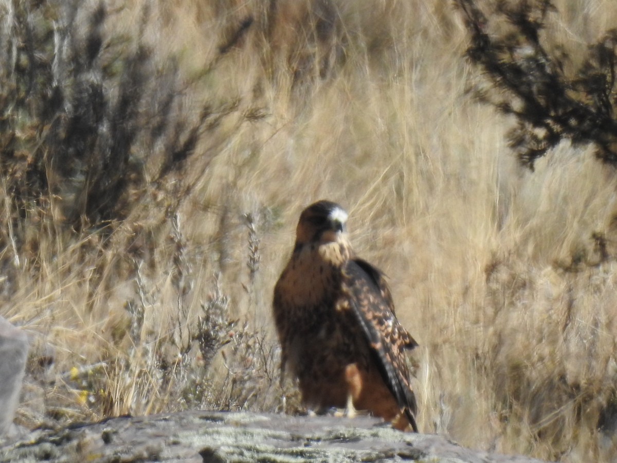 Variable Hawk - ML275641711