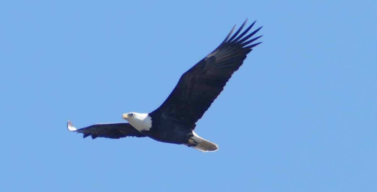 Bald Eagle - Derek Heins