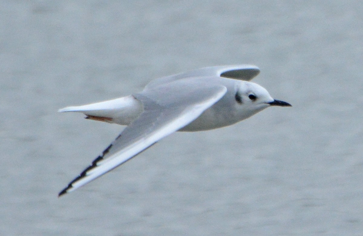 Bonaparte's Gull - ML275642611