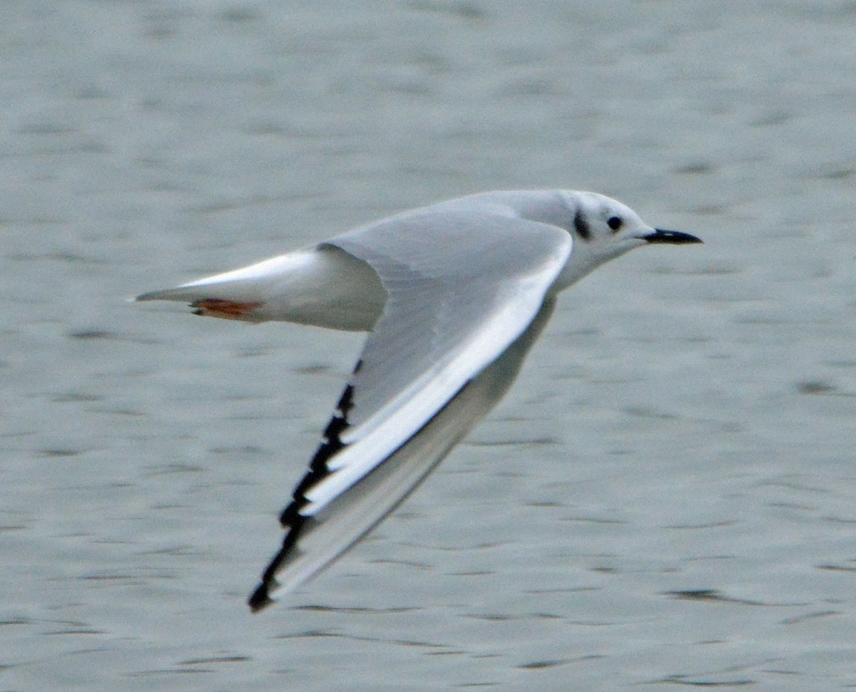 Bonaparte's Gull - ML275642641