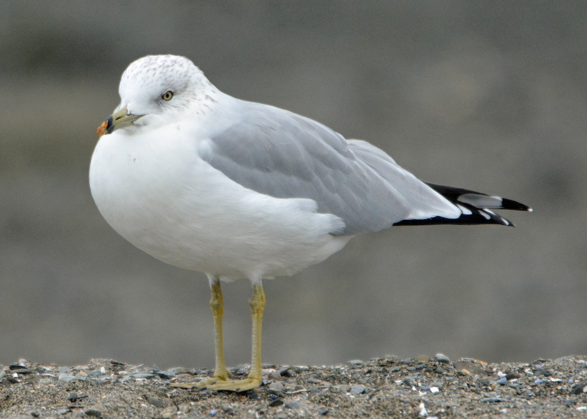 Ring-billed Gull - ML275643491