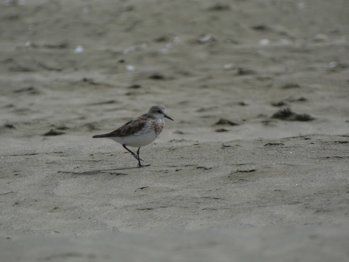 Red-necked Stint - ML275644481