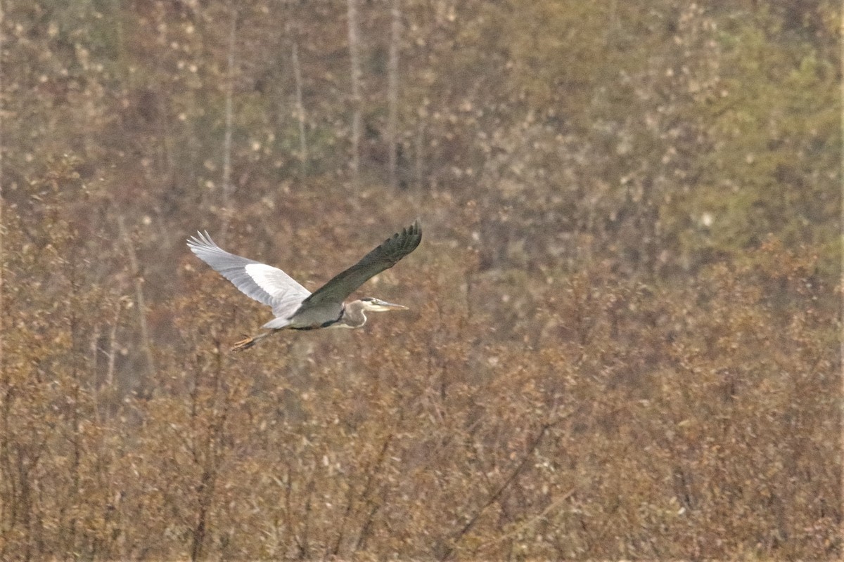 Great Blue Heron - ML275647231