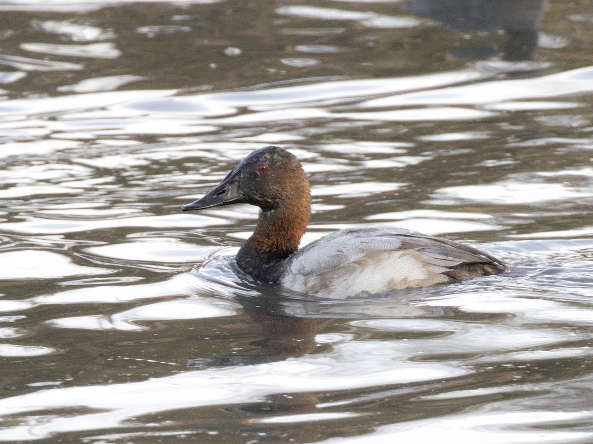 Canvasback - ML275647391