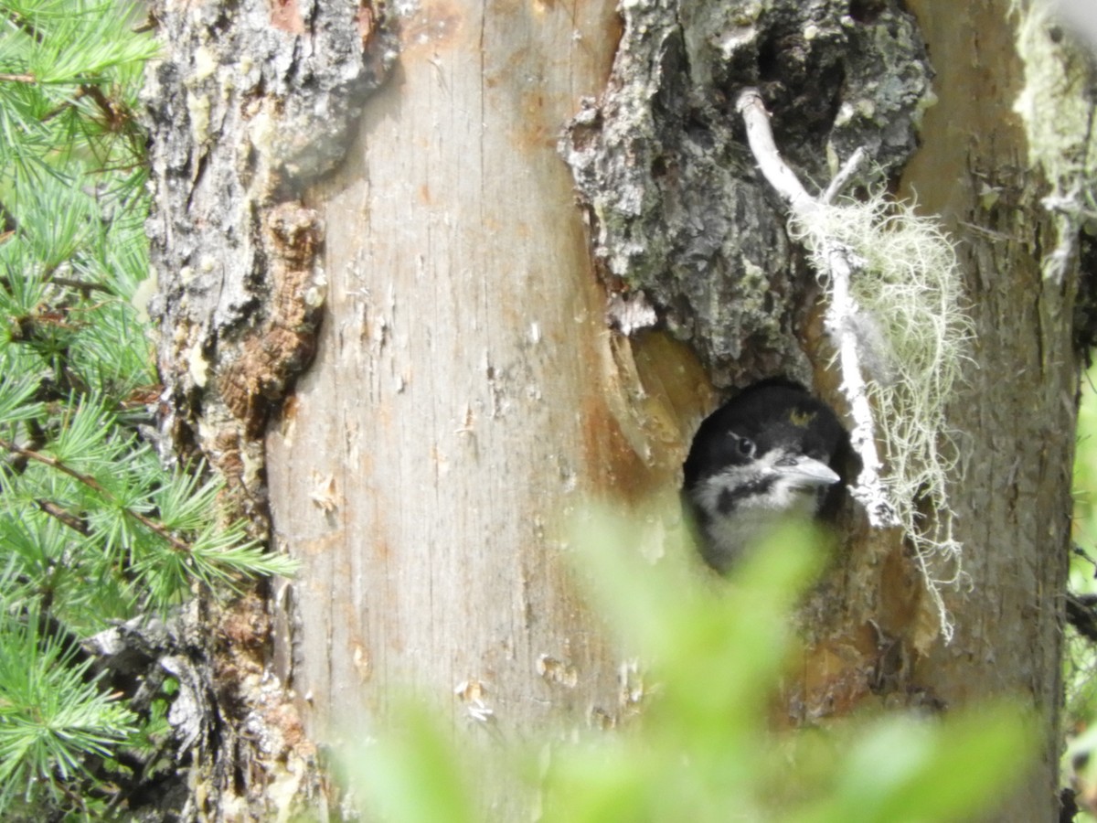 Black-backed Woodpecker - ML275647691