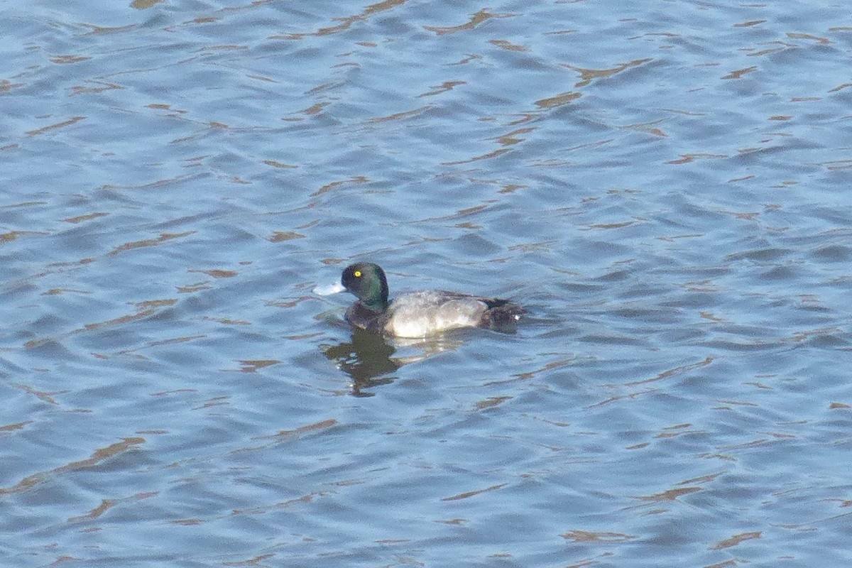 Greater Scaup - Barbara Riverwoman