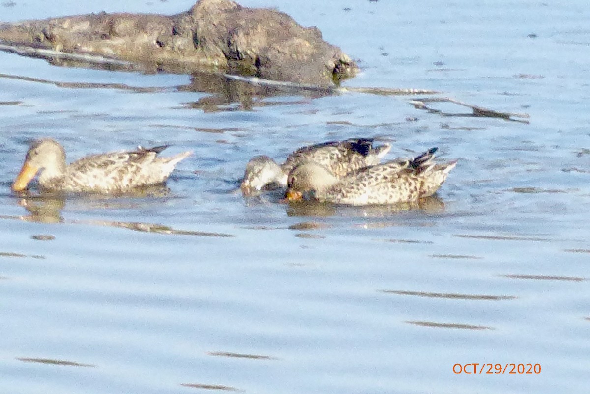 Northern Shoveler - Barbara Riverwoman