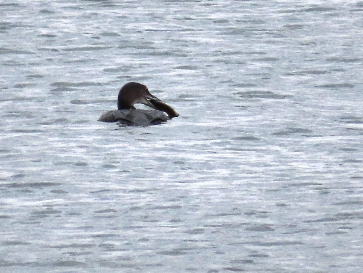Plongeon huard - ML275651961
