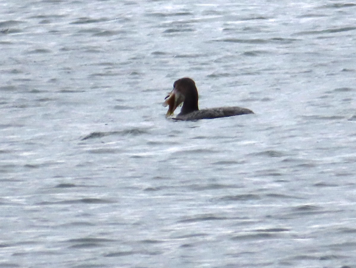 Plongeon huard - ML275651971