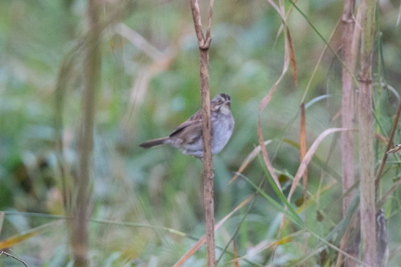 Swamp Sparrow - ML275651981