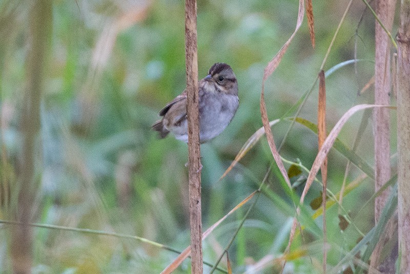 Swamp Sparrow - ML275651991