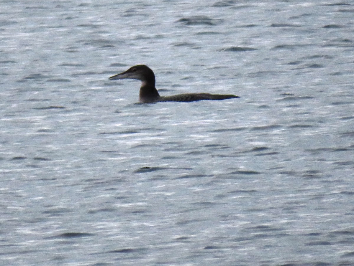 Plongeon huard - ML275652011