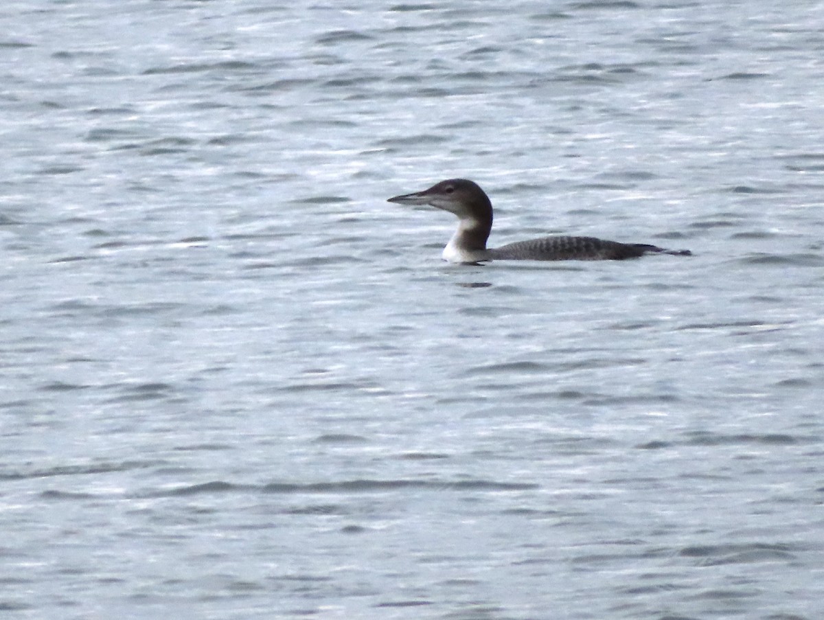 Plongeon huard - ML275652021