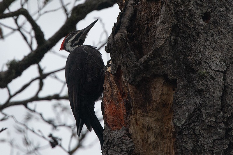 Pileated Woodpecker - ML275652401