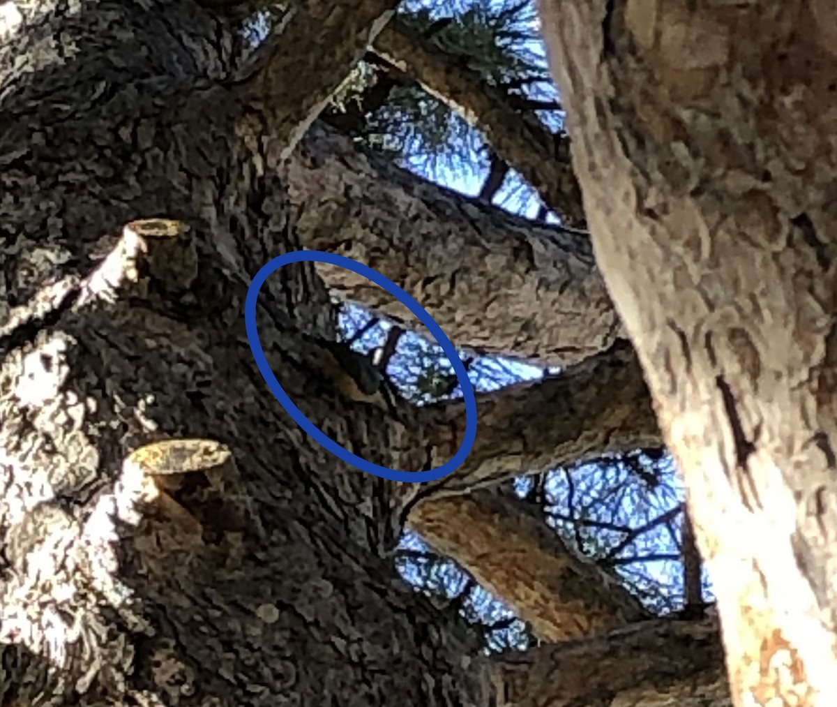 Red-breasted Nuthatch - ML275652641