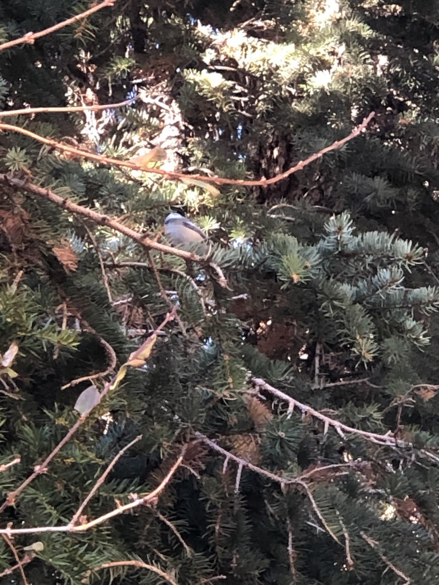 Black-capped Chickadee - ML275652701