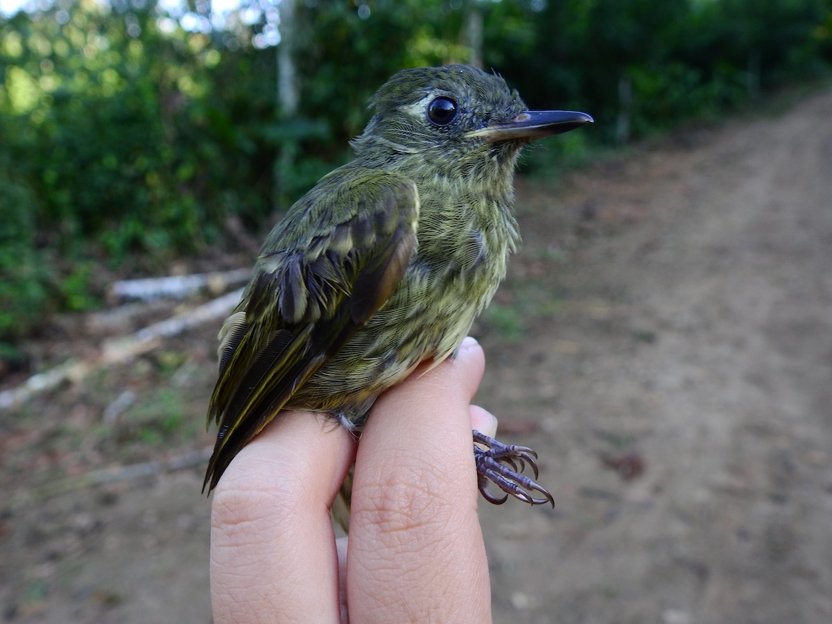 Olive-striped Flycatcher - Jorge Córdova Gónzalez