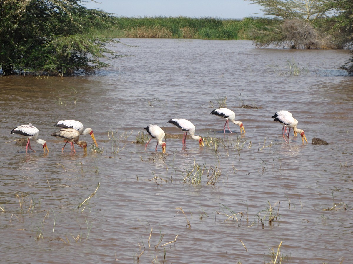 Yellow-billed Stork - ML275654381