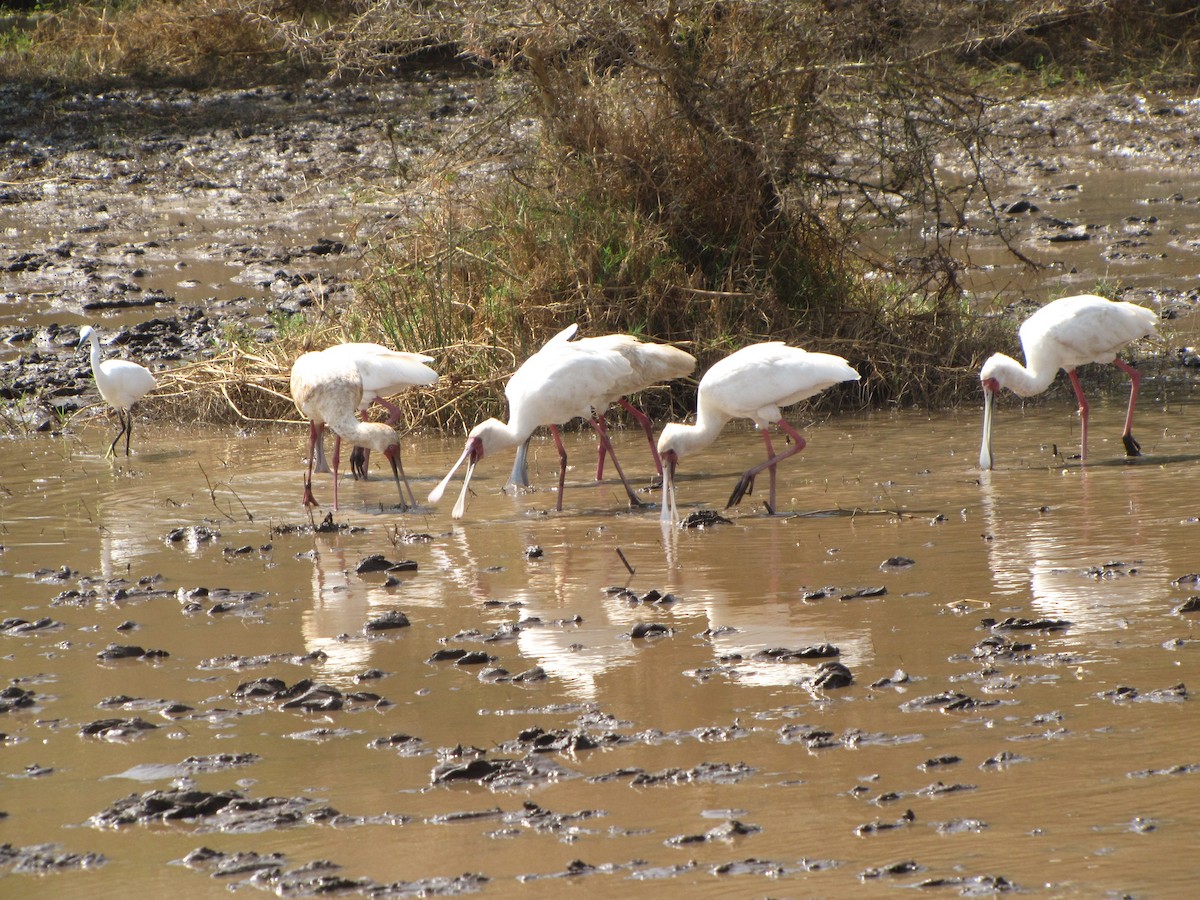 African Spoonbill - ML275654401