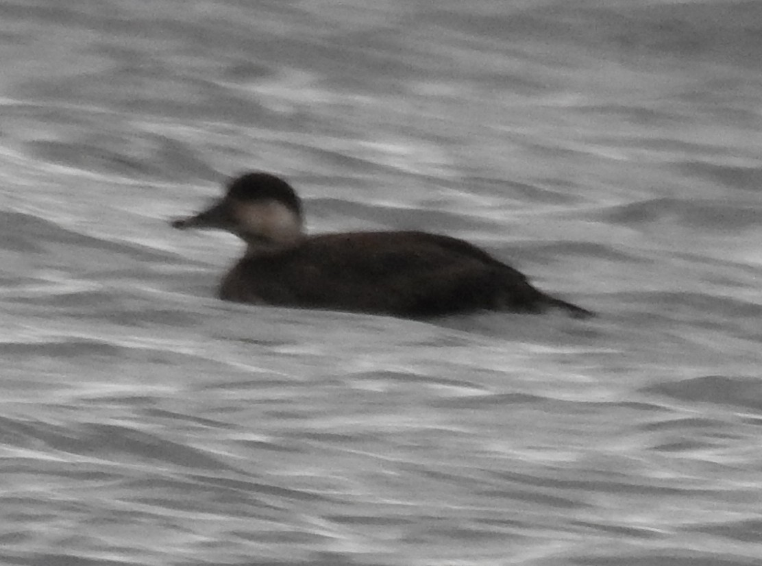 Black Scoter - ML275657221