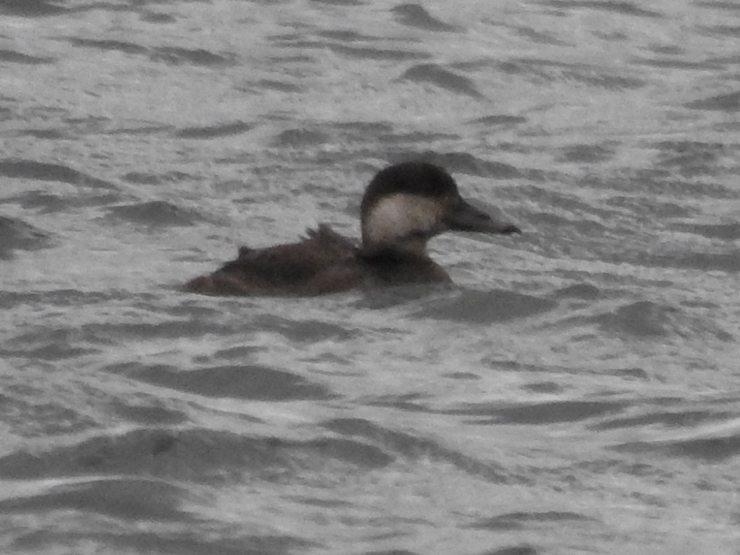 Black Scoter - ML275657271