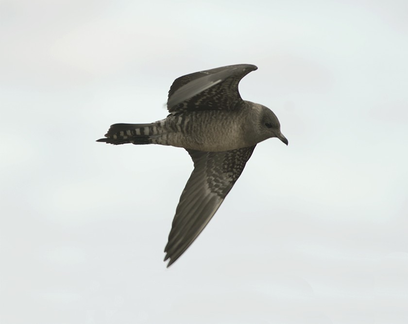 Long-tailed Jaeger - ML275659251