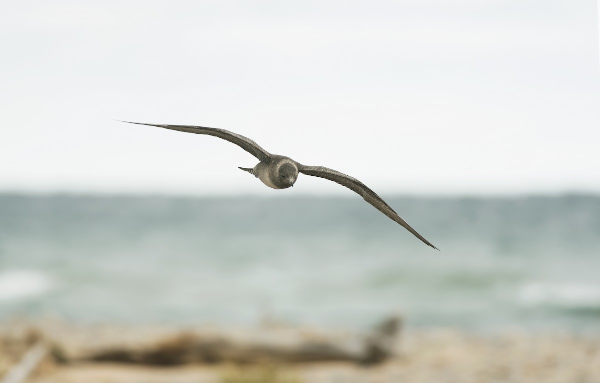 Long-tailed Jaeger - ML275659431