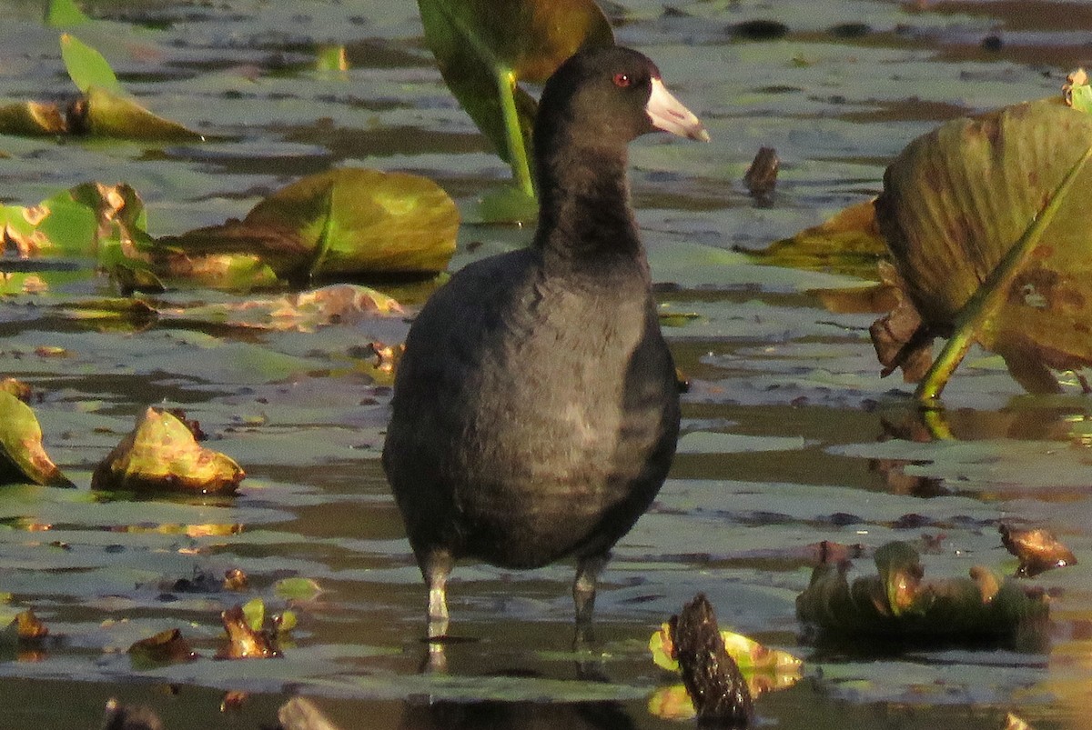 American Coot (Red-shielded) - ML275659591