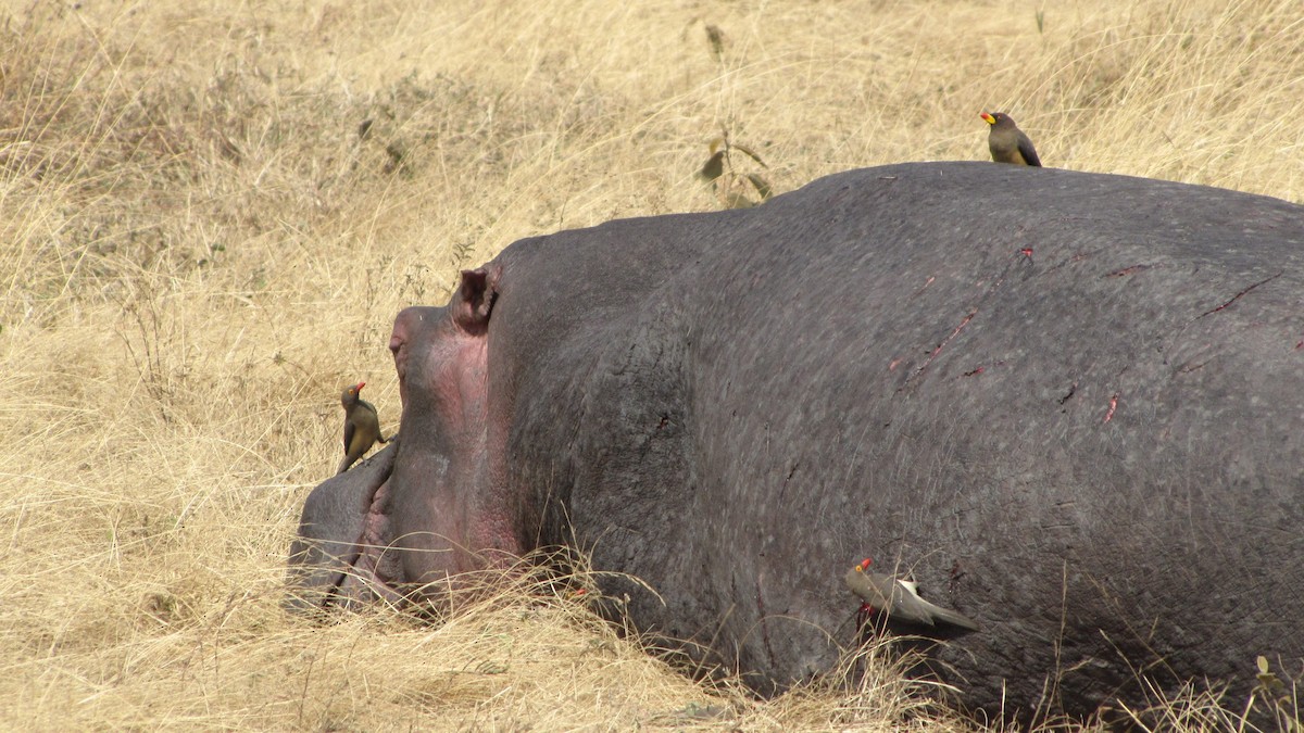 Red-billed Oxpecker - ML275660121