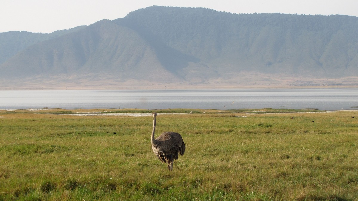 Common Ostrich - ML275660131