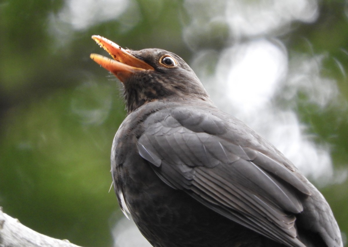 Eurasian Blackbird - Anonymous