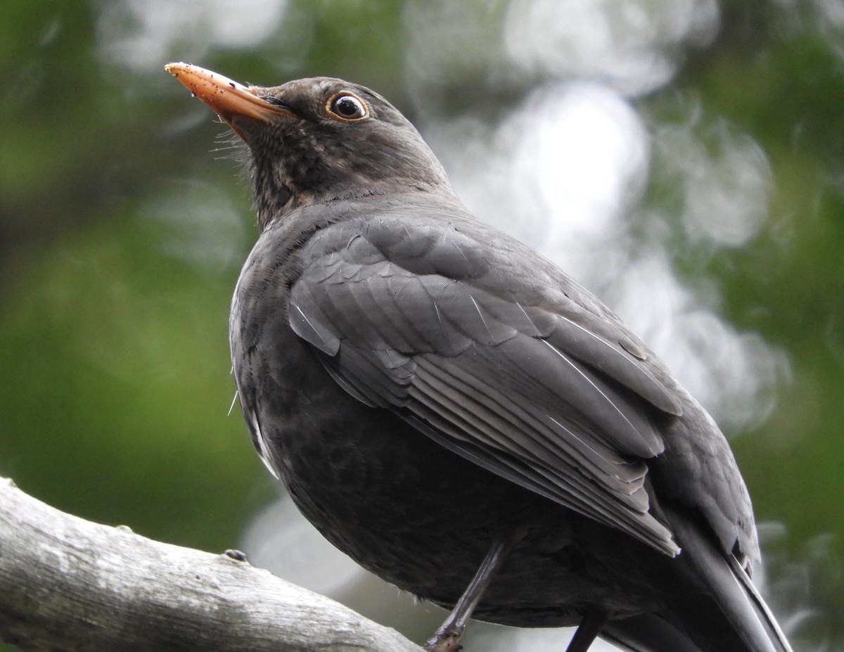 Eurasian Blackbird - ML275660251