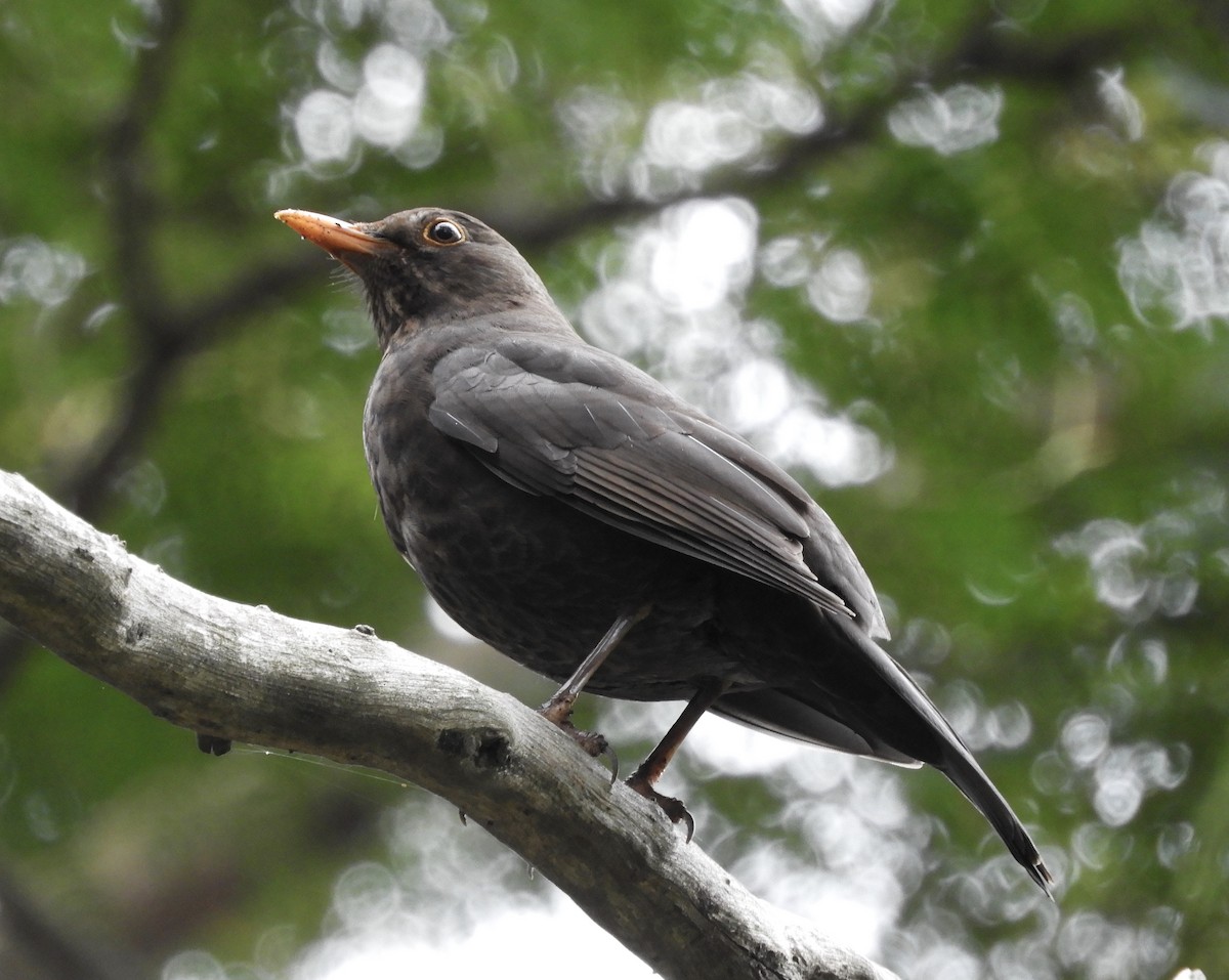 Eurasian Blackbird - ML275660261