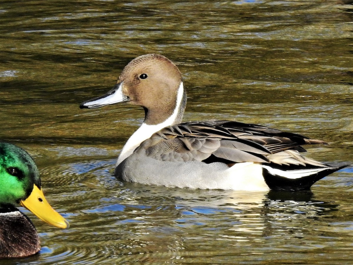 Northern Pintail - Pat McGrane