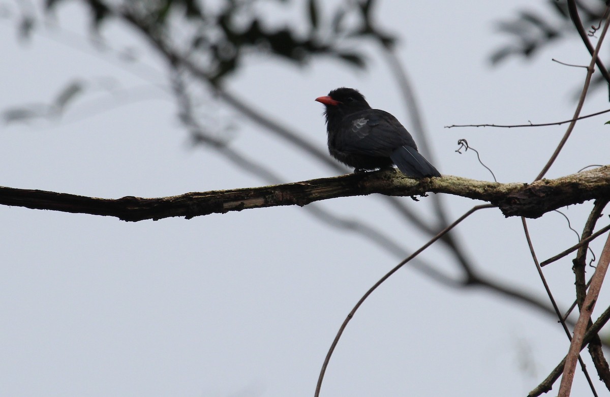 Black Nunbird - Alexander Lees