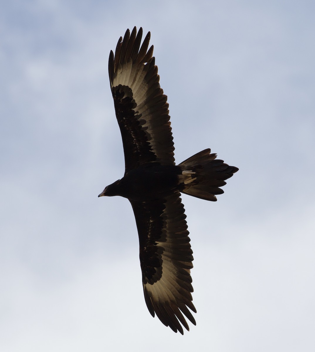 Wedge-tailed Eagle - ML275662451