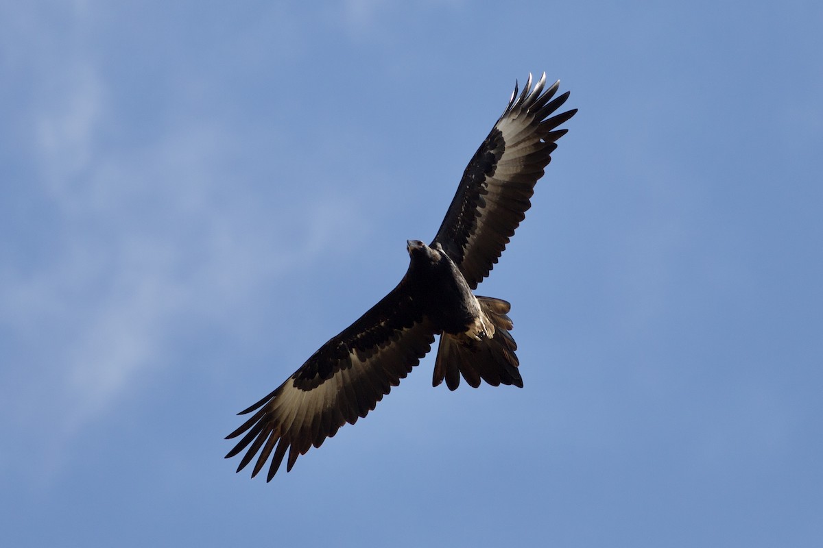 Wedge-tailed Eagle - ML275662471