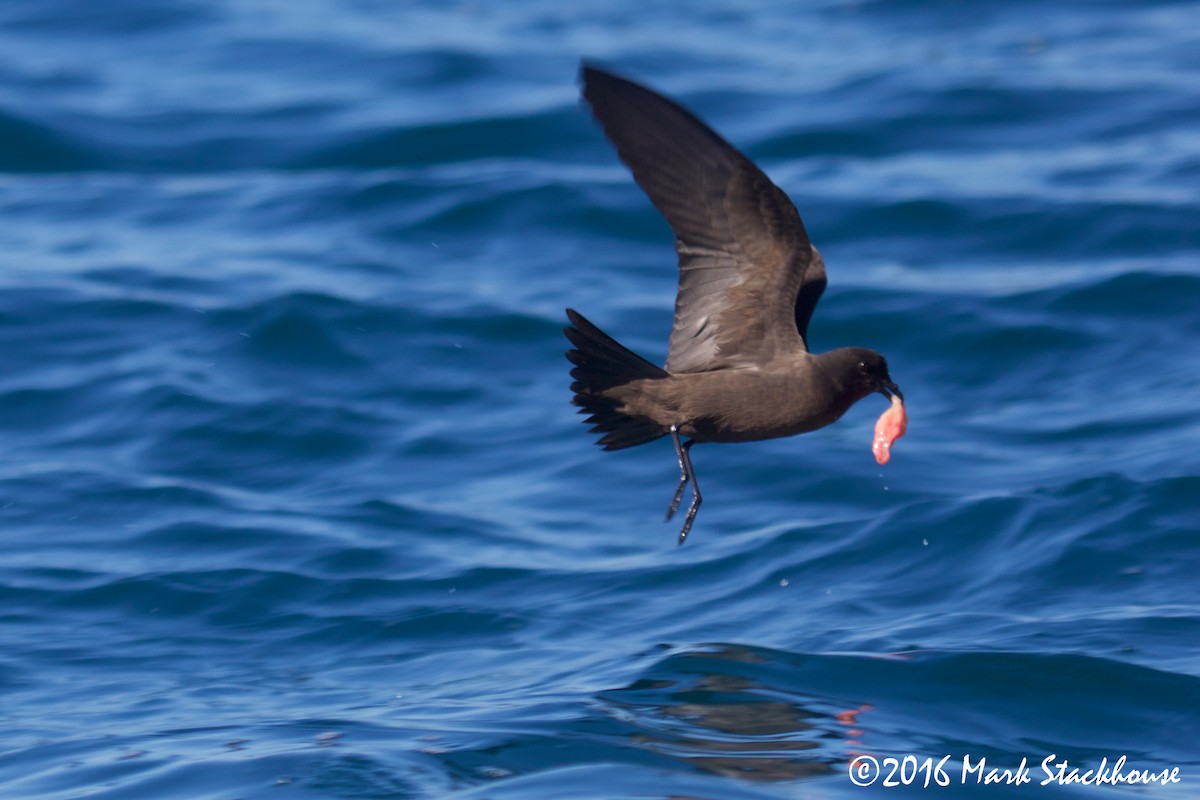 Black Storm-Petrel - ML27566261