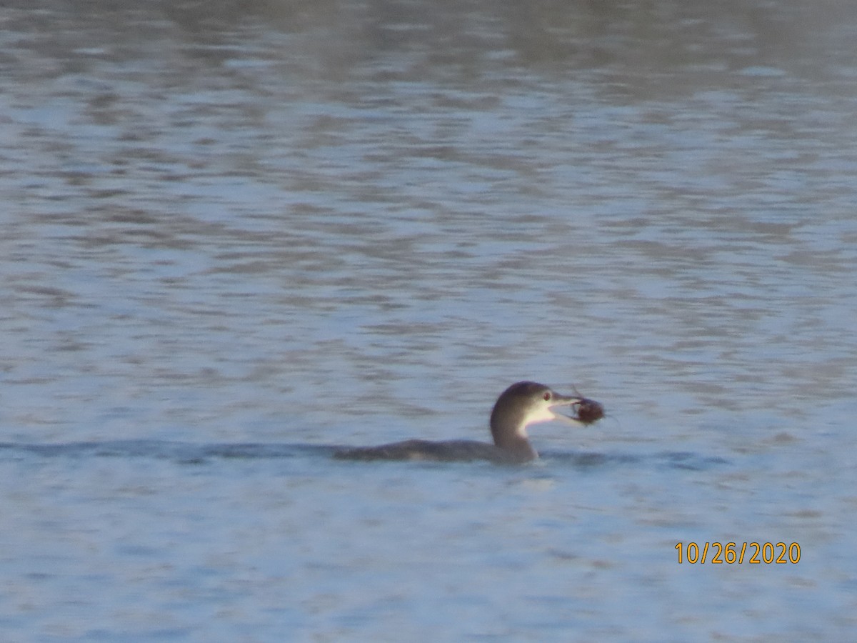 Common Loon - ML275662771