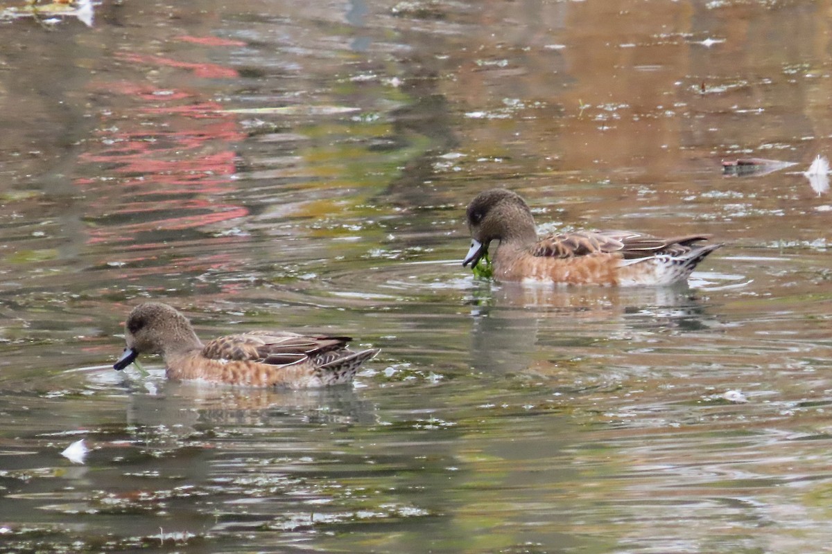 American Wigeon - ML275662931