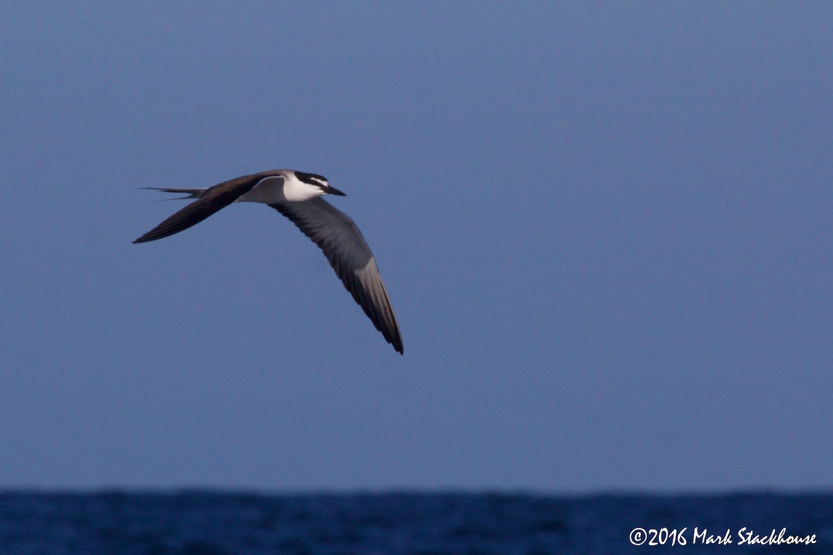 Bridled Tern - Mark Stackhouse