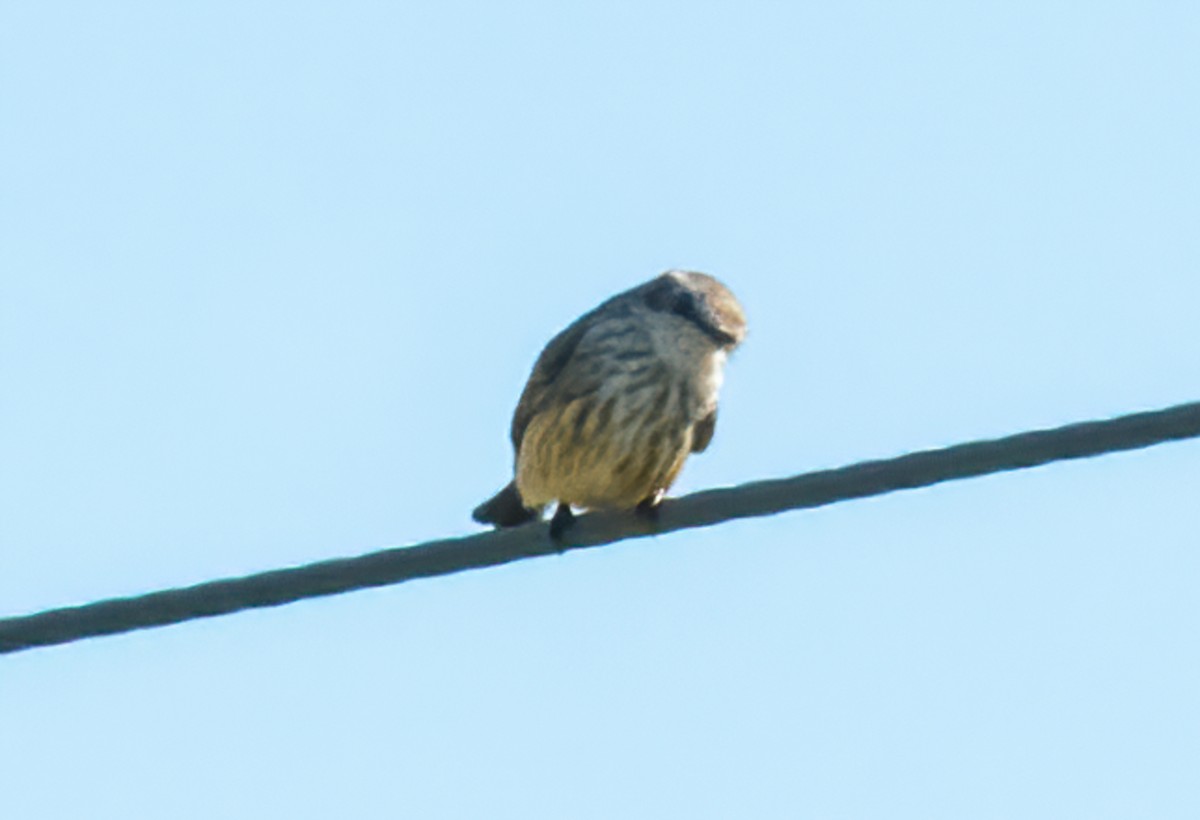 Vermilion Flycatcher - ML275665571