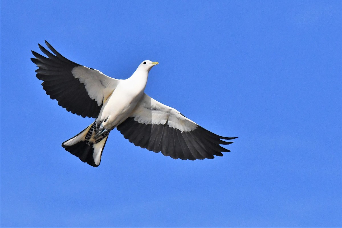 Torresian Imperial-Pigeon - ML275666801