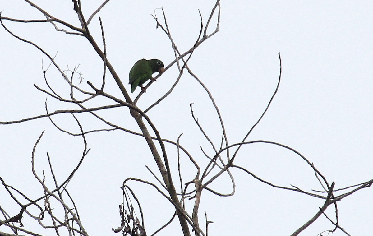 Golden-winged Parakeet - ML27566721